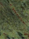 natuursteen tropical green graniet
